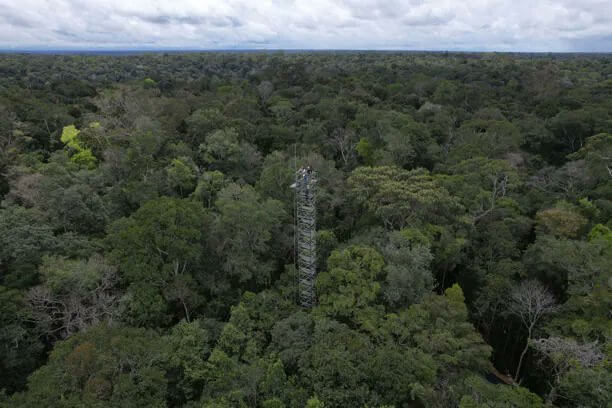 Brasil pondrá a prueba capacidad del bosque amazónico para absorber dióxido de carbono