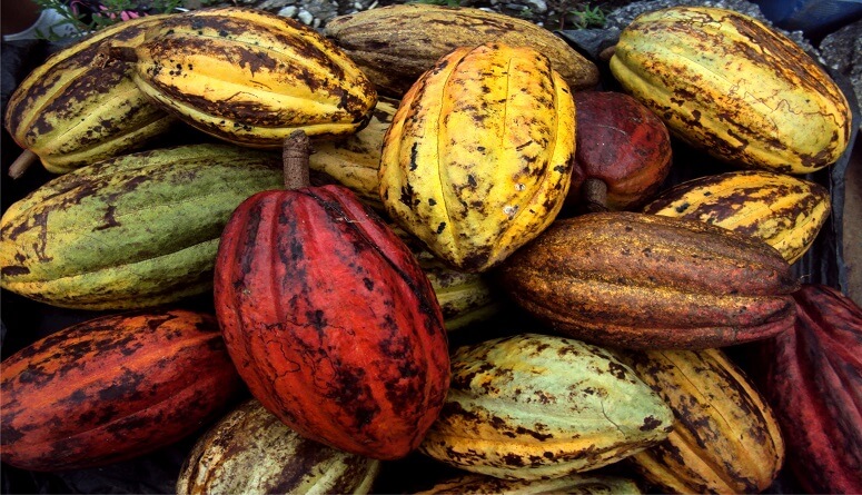 Estudio demuestra que calidad del cacao venezolano fino de aroma se debe a origen genético y buen manejo de cultivo