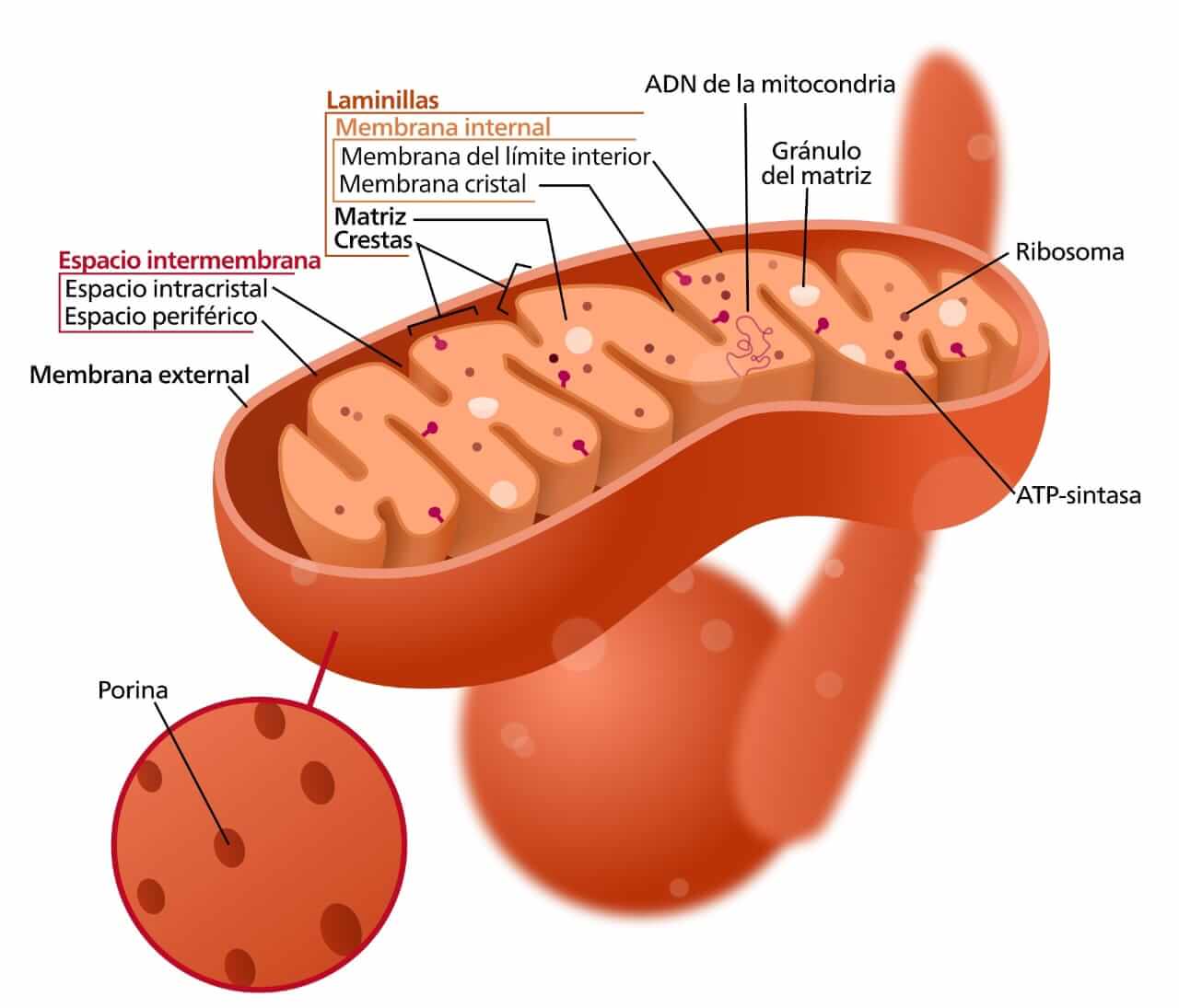 La célula eucariota y su importante paso evolutivo