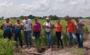 Realizan evaluación y selección de cultivares de arroz en Escuela Itinerante de Campo en Guárico