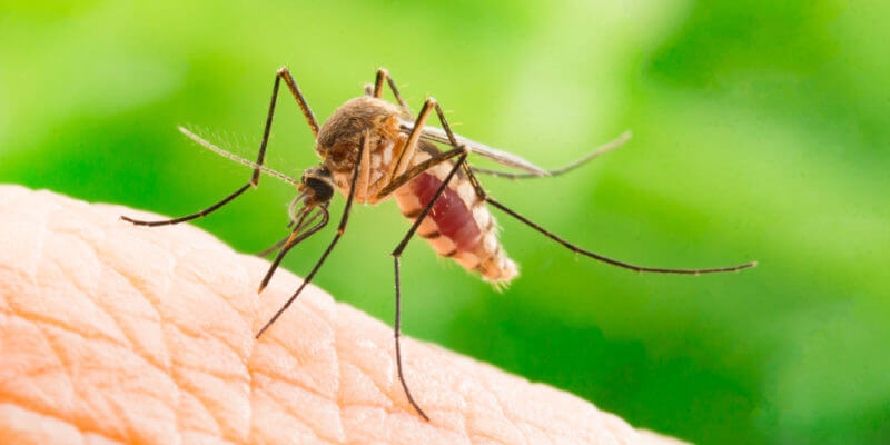 Aumentan riesgos generados por los mosquitos a la salud pública mundial