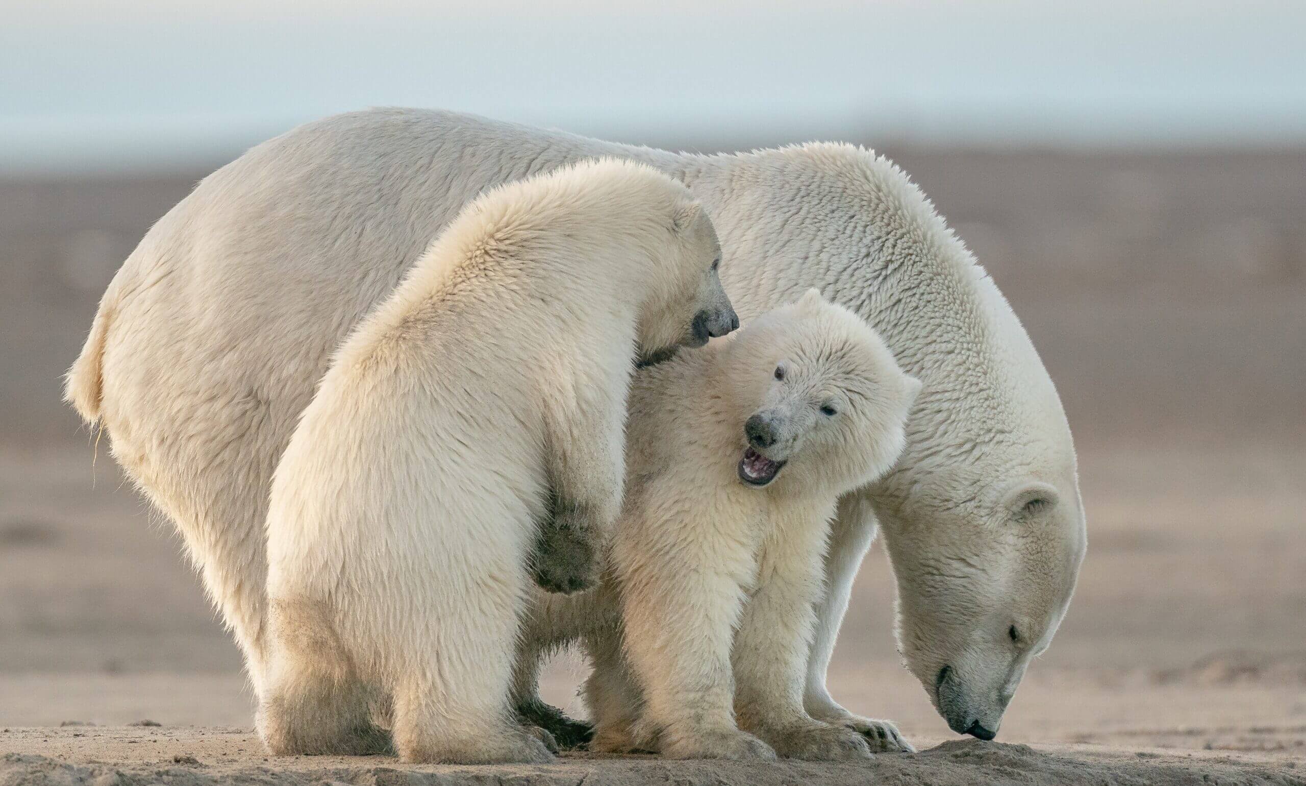 Cambio climático afecta proceso de lactancia materna de osos polares