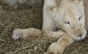 Nacen en Venezuela tres crías de leones blancos