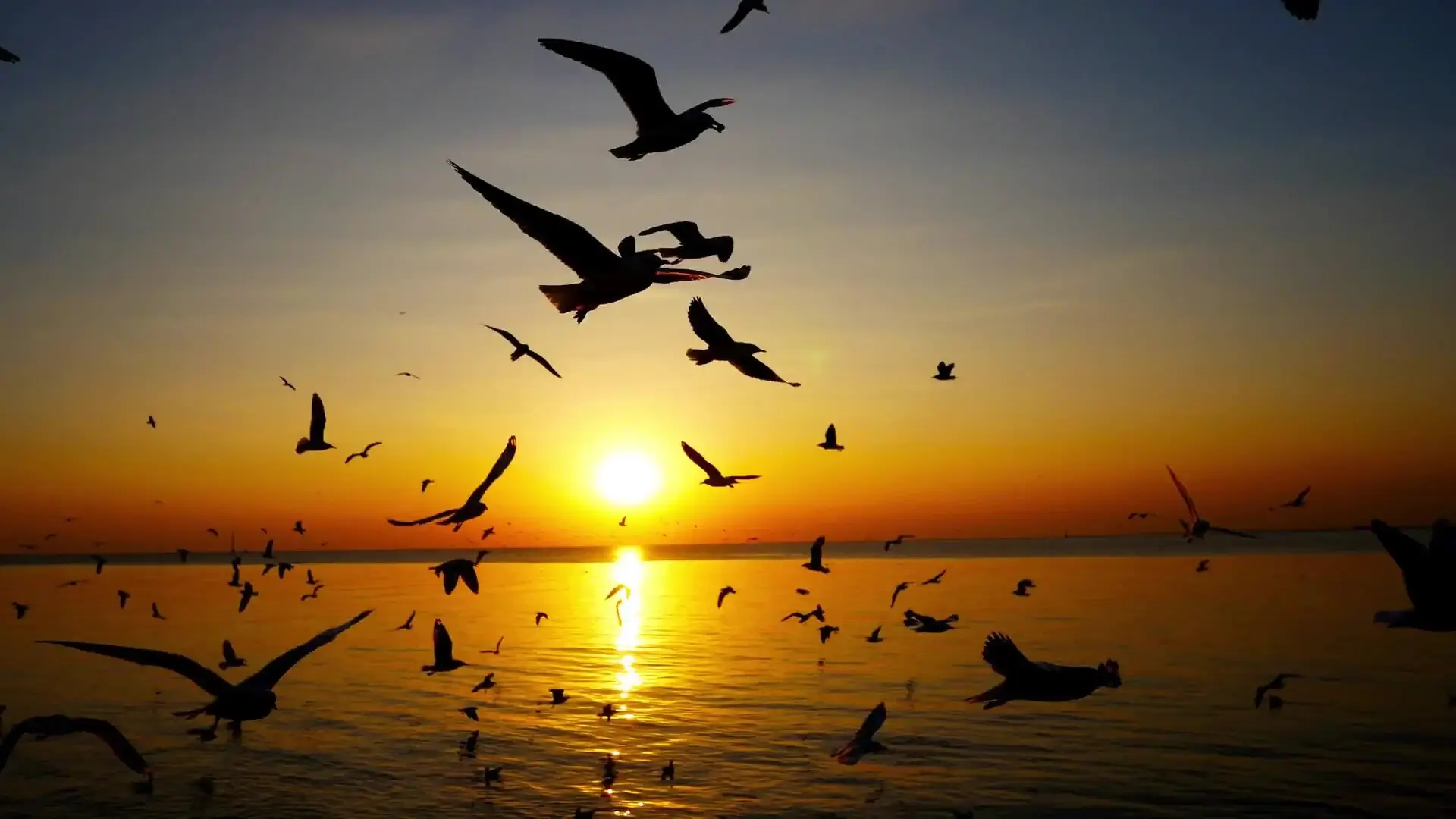 Nuevo estudio revela que la humanidad ha extinguido más de 1.400 especies de aves