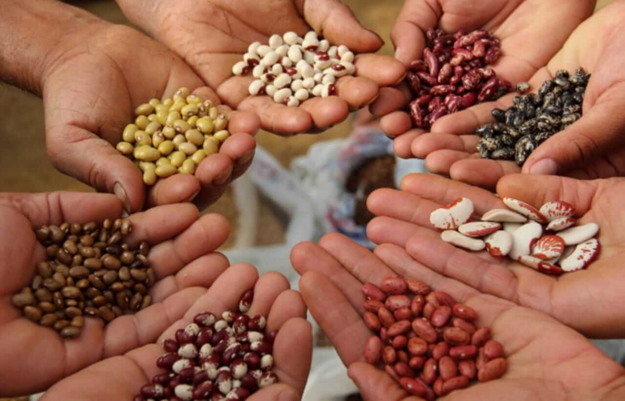 Ministra Gabriela Jiménez Ramírez: las semillas artesanales y campesinas son el patrimonio de nuestra agrodiversidad