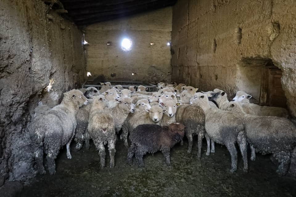 Productores de Mérida promueven preservación del tejido andino y de lana de oveja