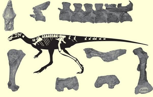 Investigadores del IVIC encuentran nuevo material fósil del dinosaurio Laquintasaura Venezuelae