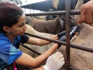 CNTQ avanza en investigación de bloques multinutricionales para ganado bovino