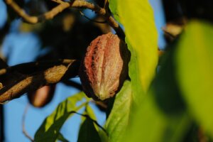 Ministra Gabriela Jiménez Ramírez destaca importancia del «Plan Cacao con Ciencia»