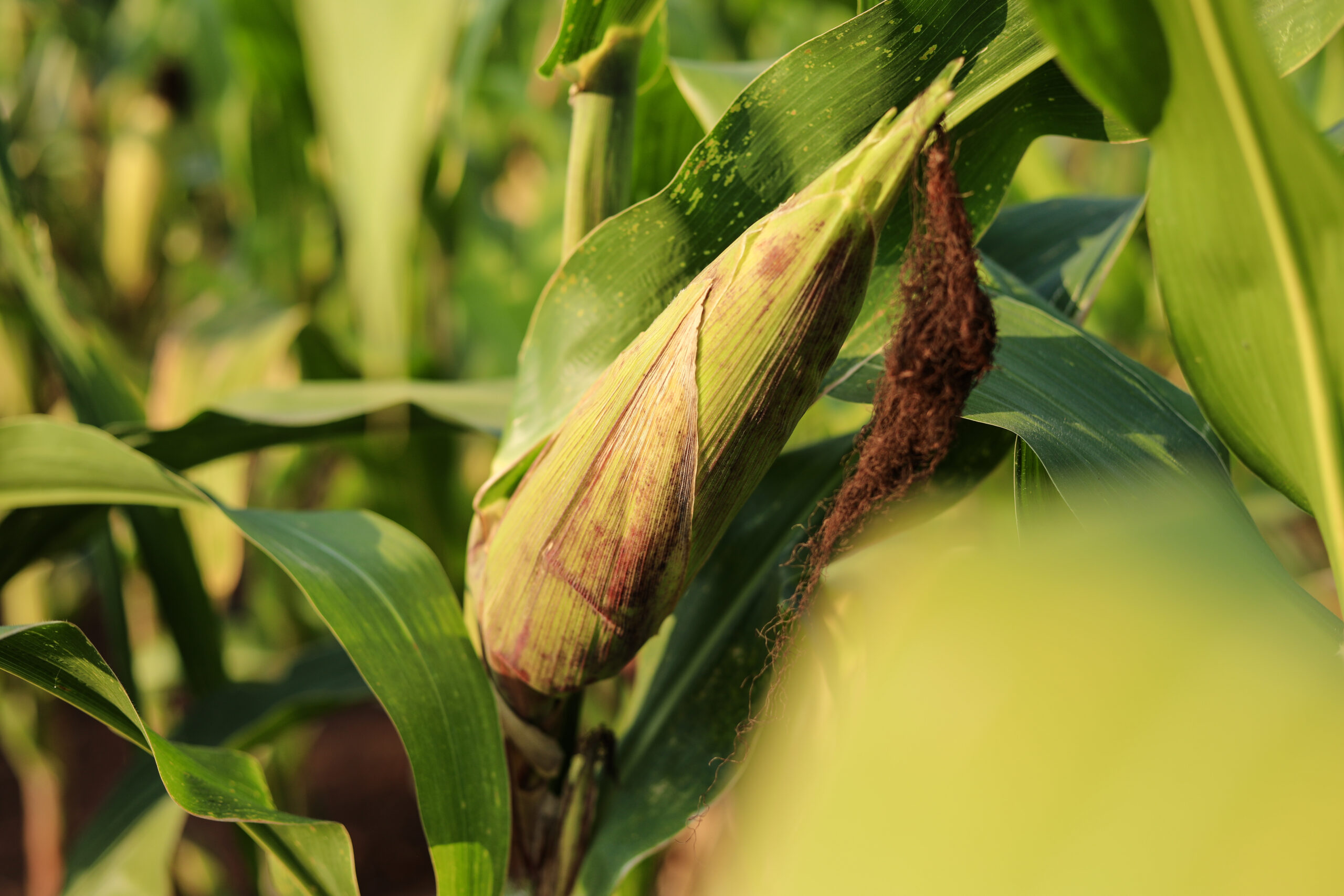 Investigadores venezolanos adquieren herramientas técnicas durante curso sobre determinación de dureza del maíz