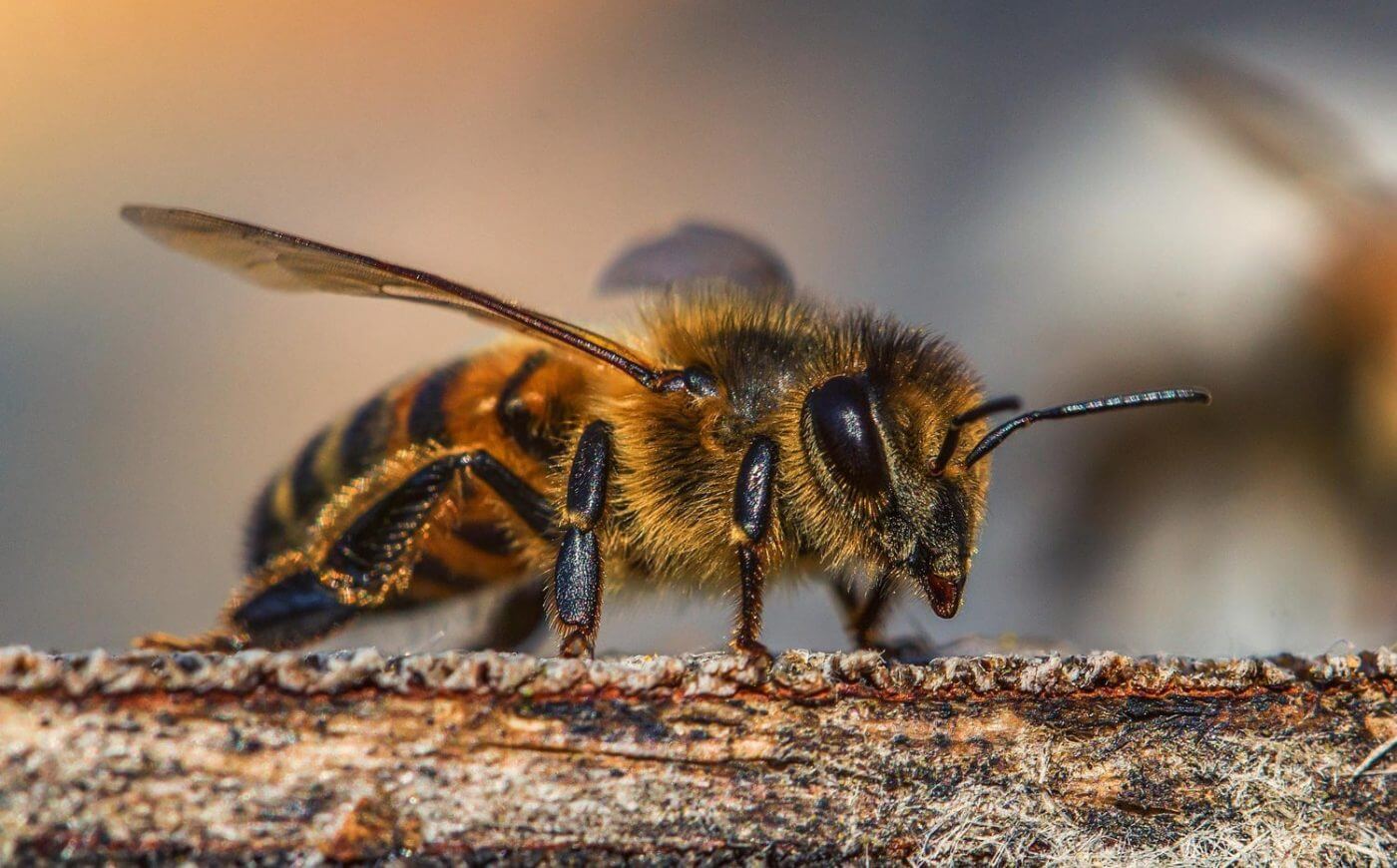 Venezuela impulsa proyectos científicos para la caracterización y preservación de las abejas