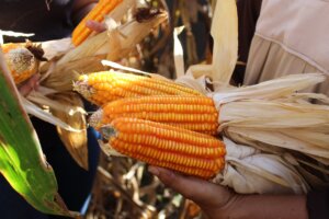 Realizan actividad de campo sobre manejo agronómico y cosecha de maíz en Falcón
