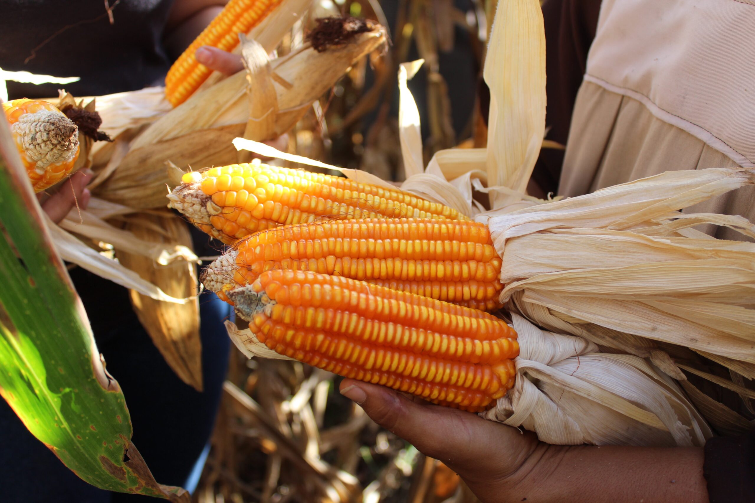 Realizan actividad de campo sobre manejo agronómico y cosecha de maíz en Falcón