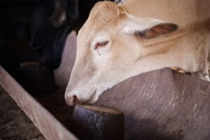 Bloques multrinutricionales para bovinos: ciencia y soberanía alimentaria