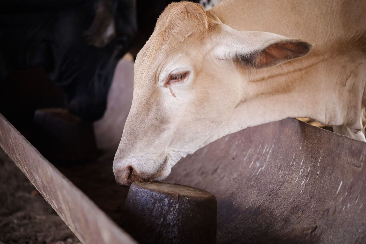 Bloques multrinutricionales para bovinos: ciencia y soberanía alimentaria