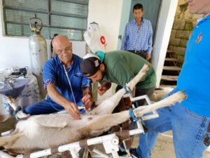 Inseminación de cabras de las razas Alpina y Saanen busca mejorar parámetros productivos en el sector caprino del país