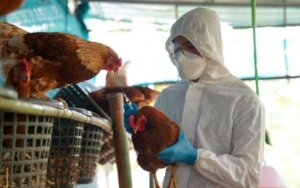 Influenza Aviar H5N1 y H5N2: Infección de gran interés y estudio a nivel mundial
