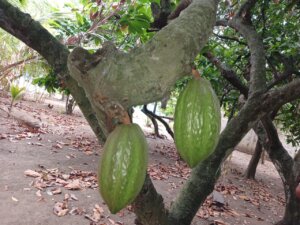 ACAV impartirá taller para productores de cacao en Barinas