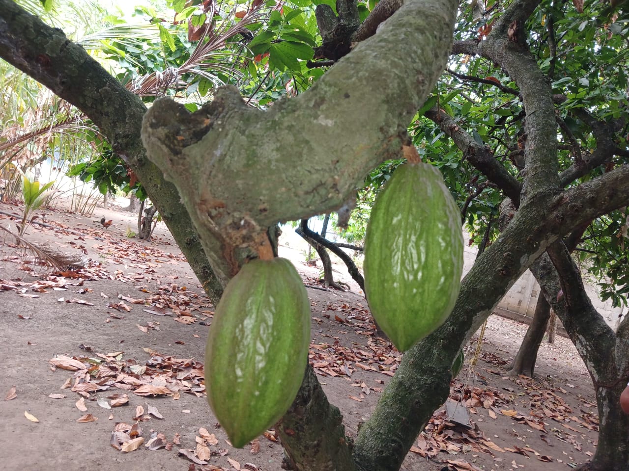 ACAV impartirá taller para productores de cacao en Barinas