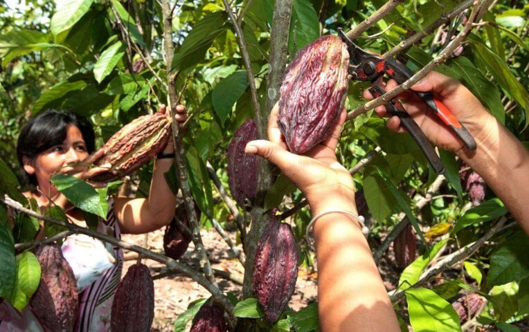 Plan Nacional de Cacao fomenta prácticas biotecnológicas para la conservación y multiplicación del rubro