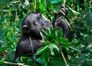 Científicos estudian capacidad de los chimpancés de emplear plantas medicinales para curar heridas y enfermedades