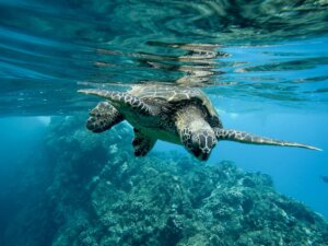Promueven la conservación de los océanos en ciclo de ponencias sobre Salud Global