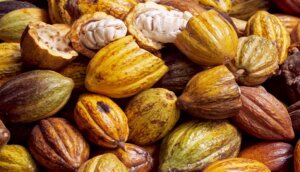 ACAV realizó jornada de formación en buenas prácticas agrícolas del cultivo de cacao en Barinas