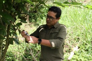 Conformarán monitores para el diagnóstico de Dragón Amarillo en plantas de mandarina en el estado Miranda