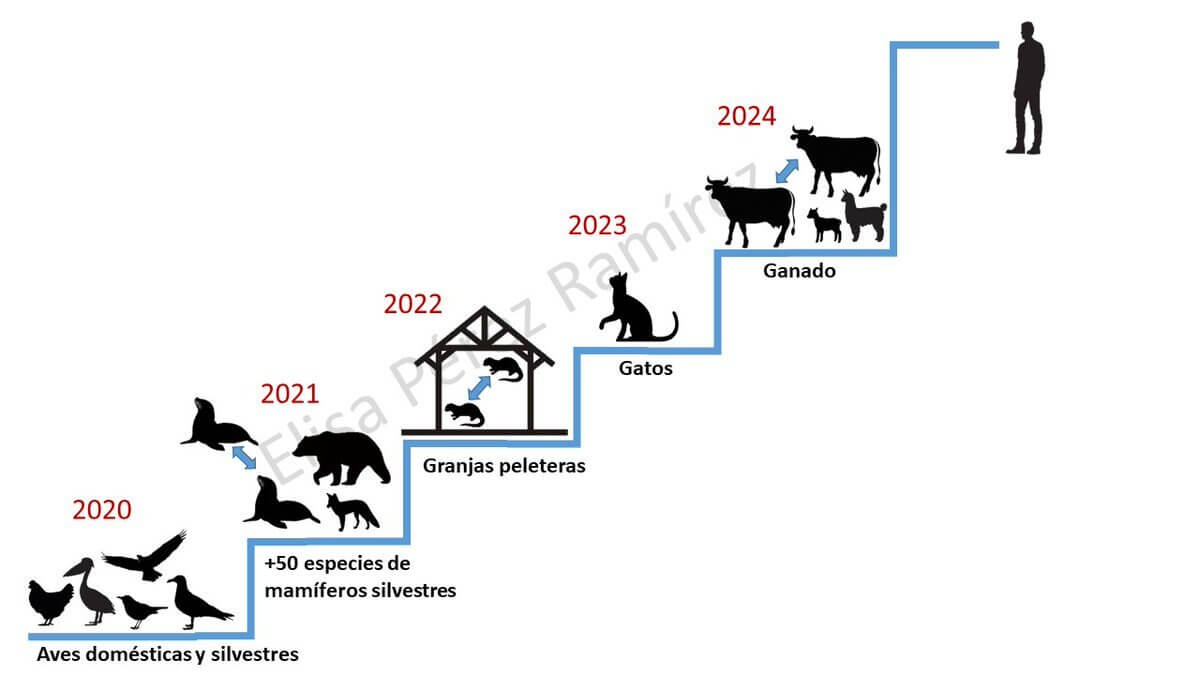 Conoce la evolución de la gripe aviar y el riesgo zoonótico