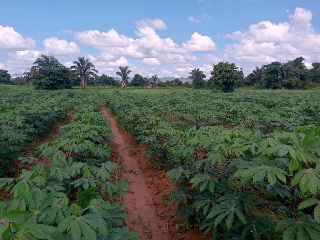 ACAV impulsa proyecto de investigación para incrementar producción de yuca en el país