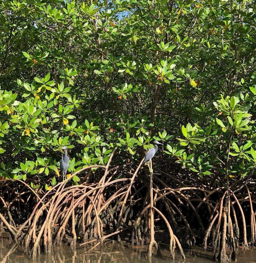 Biodiversidad: elemento clave para garantizar la sobrevivencia del ser humano