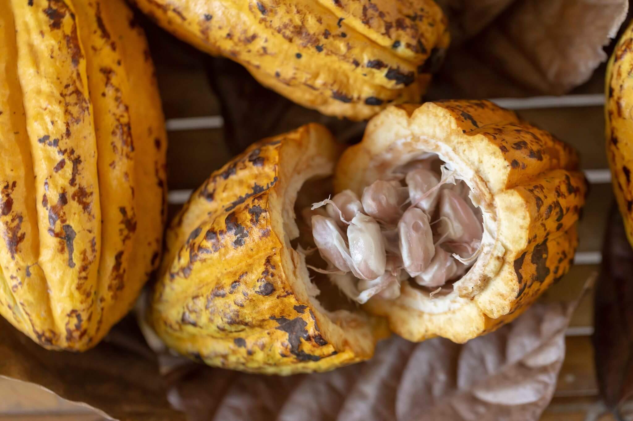 Fundación Ciepe capacita a productores sobre aspectos morfológicos del Cacao