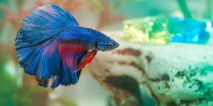 La diversidad de fauna marina: El fascinante mundo del pez betta