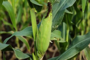 Mincyt acompaña recuperación y preservación del maíz Cariaco Criollo en Falcón