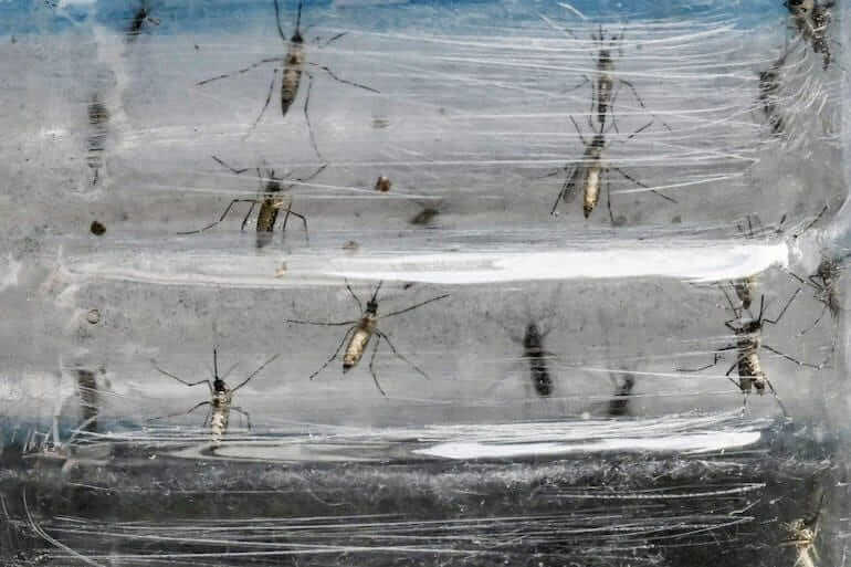 Mosquito Aedes aegypti utiliza radiación infrarroja para detectar el cuerpo humano