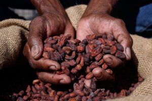 Encuentro de saberes en Cumboto demostró aportes de la microfermentación del cacao para la producción