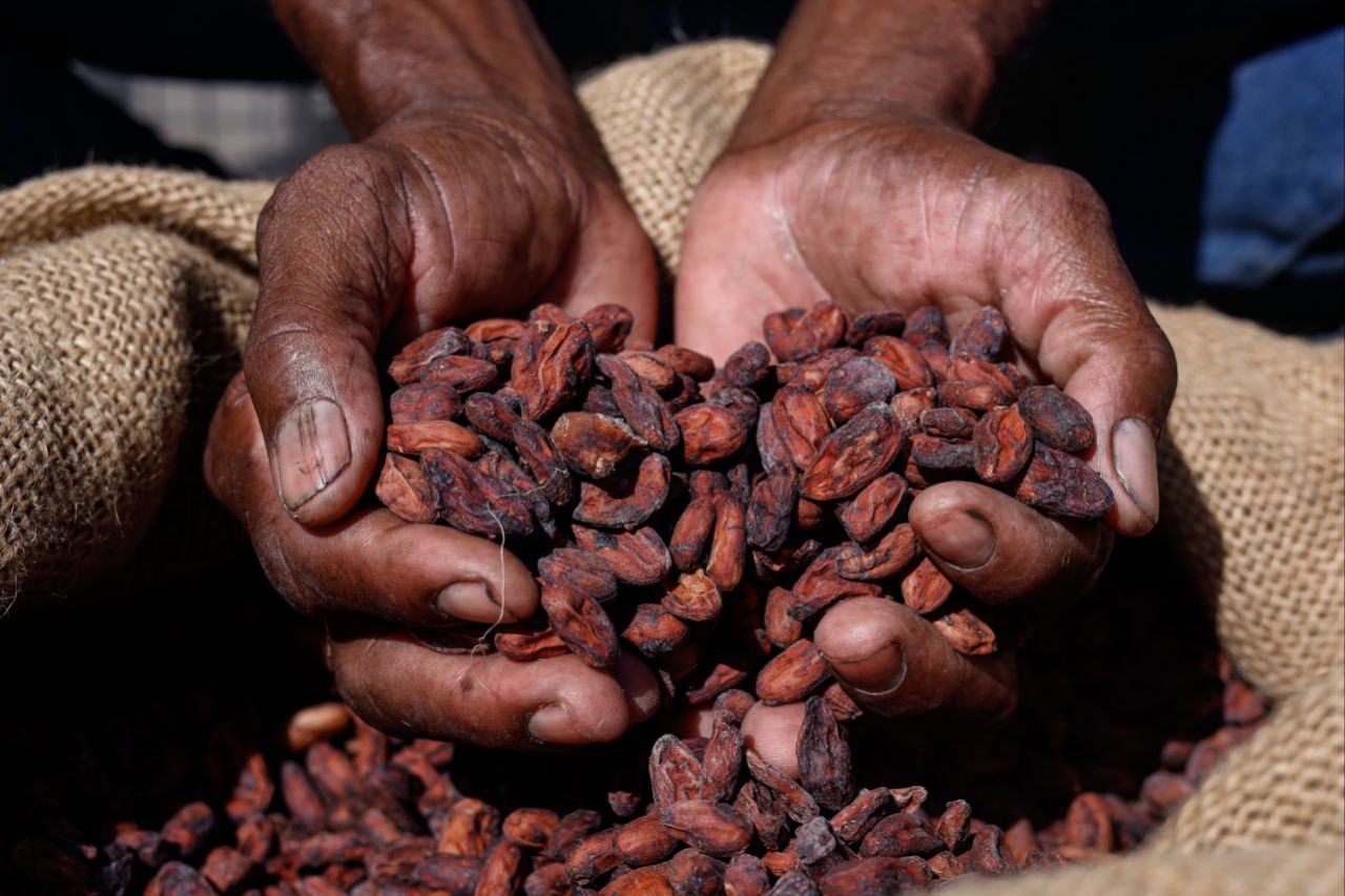 Encuentro de saberes en Cumboto demostró aportes de la microfermentación del cacao para la producción