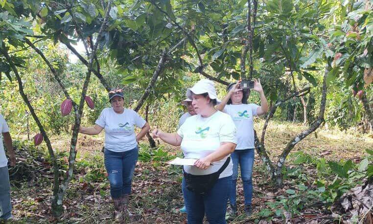 Inicia ensayo experimental del Plan Nacional del Cacao para controlar Moniliasis