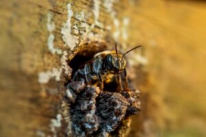 Avanza proyecto de protección de las abejas nativas en el Amazonas