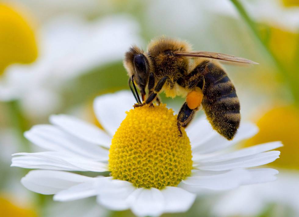 Polinización: un proceso vital para la vida en el planeta