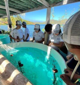 Semilleros Científicos participan en jornada de liberación de caballitos de mar en Mochima