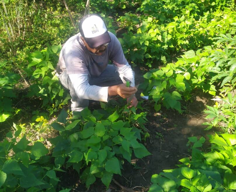 Fundación Ciepe brinda apoyo técnico a sector agrícola de Yaracuy