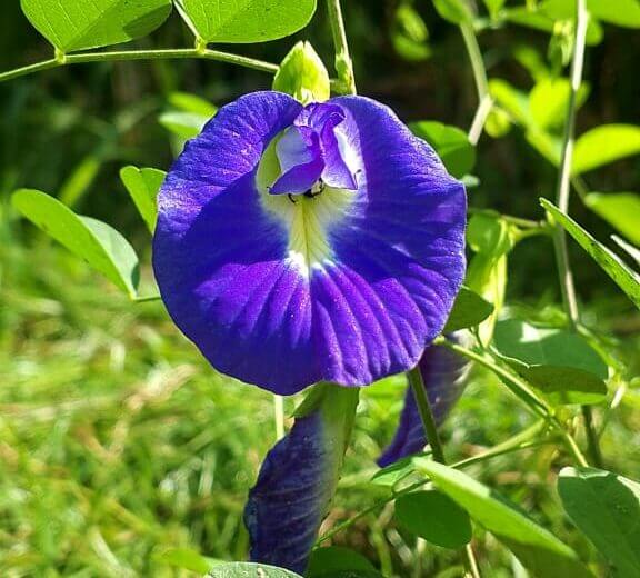 Fundación Ciepe desarrolla investigación sobre la clitoria ternatea para la alimentación animal