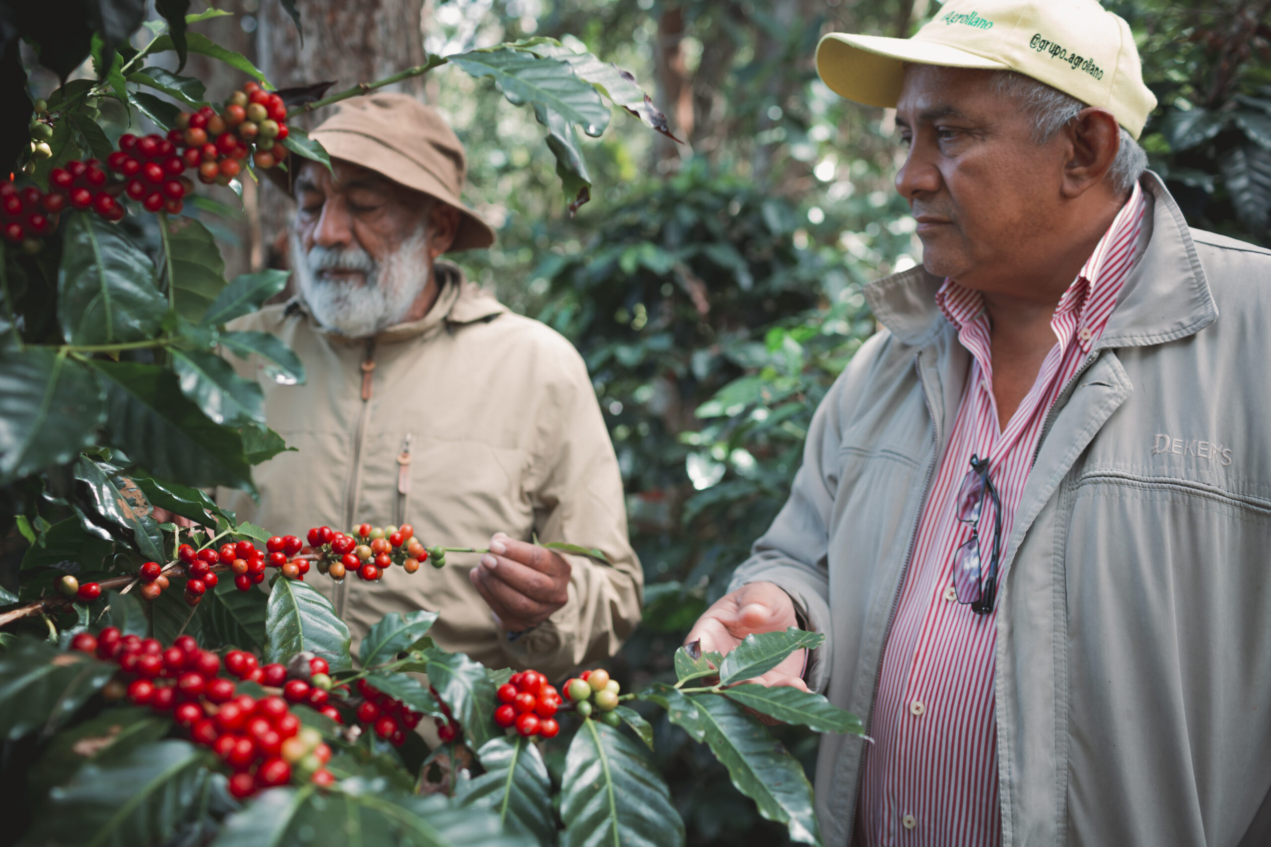 En este momento estás viendo IVIC será sede del I Simposio Nacional Sobre el Manejo Agronómico del Cultivo de Café