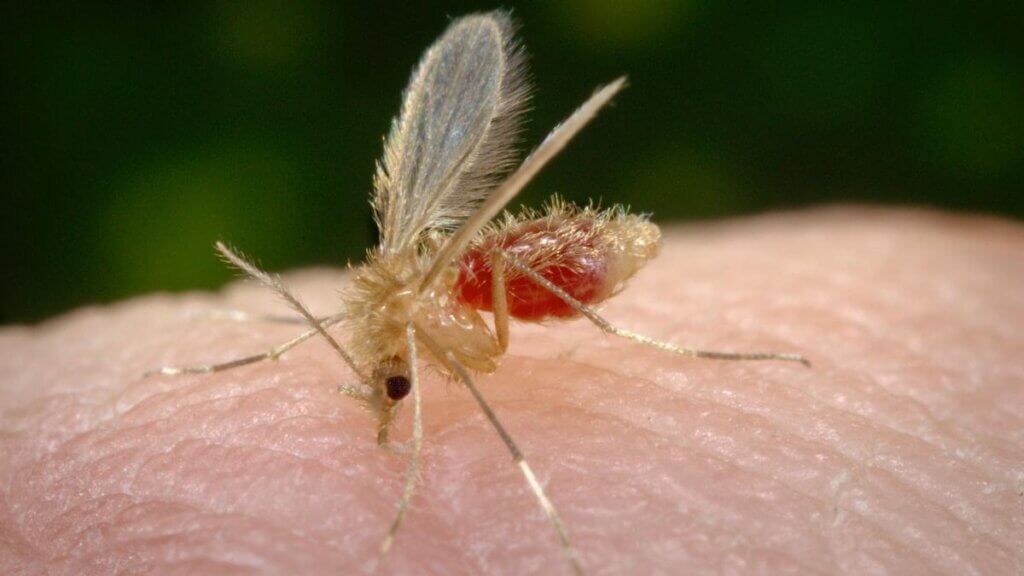 Venezuela cuenta con las herramientas para afrontar virus Oropouche