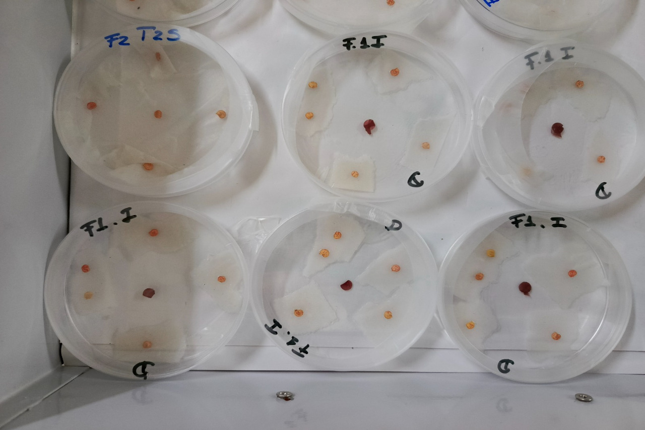 Lee más sobre el artículo Investigadores venezolanos desarrollan pesticidas basados en quitosano para control de hongos en cultivos