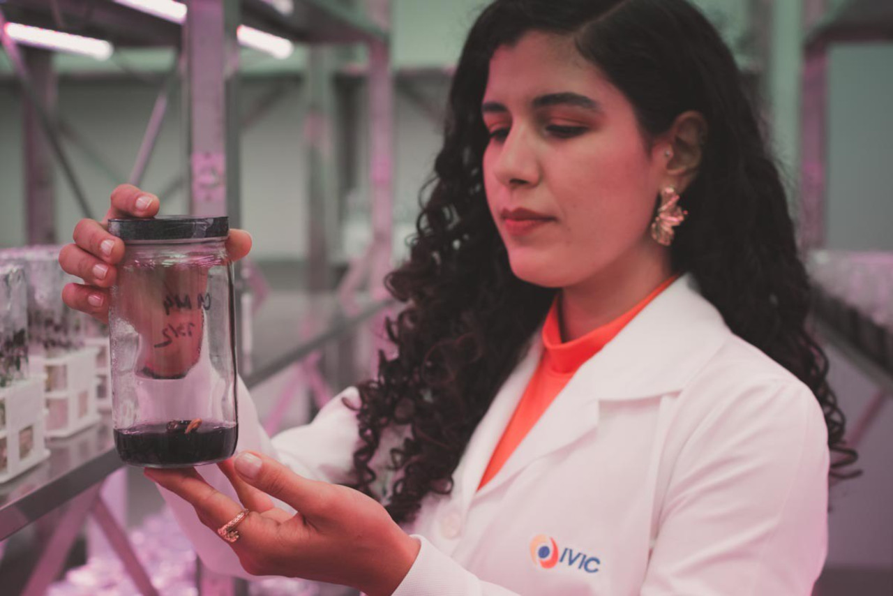 En este momento estás viendo Laboratorio Genético de Plantas del IVIC trabaja para hacer un cacao tolerante a la escoba de brujas