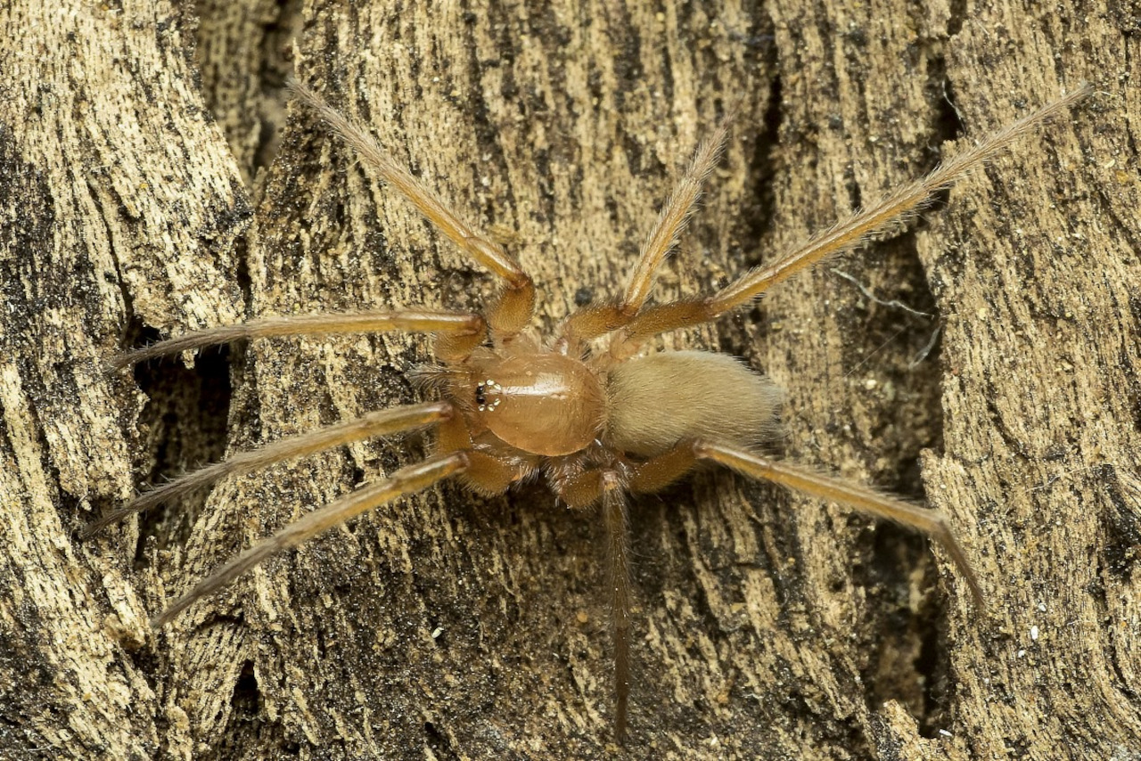 En este momento estás viendo Arañas introducidas en Venezuela: confirmando la presencia de una especie africana en el país