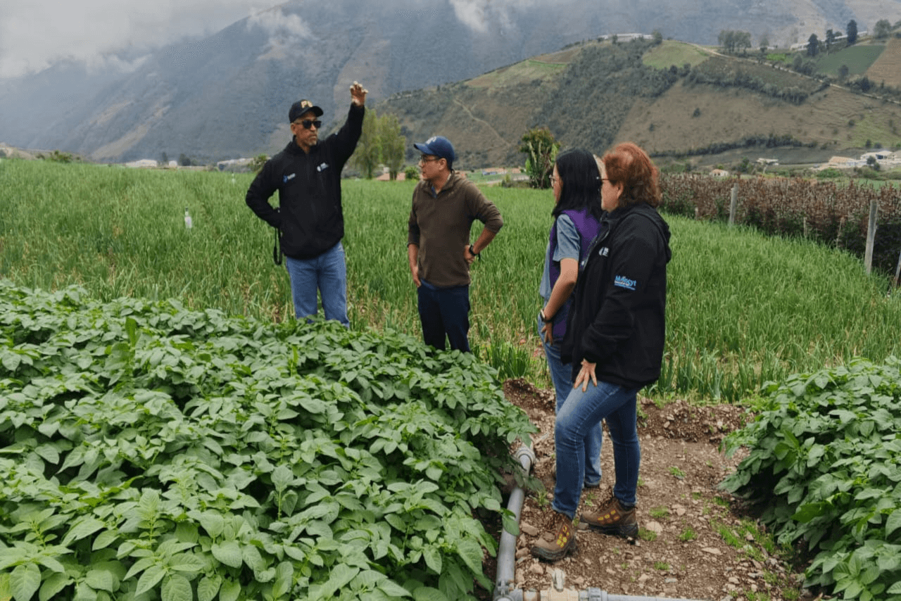 Lee más sobre el artículo Investigadores del IDEA y productores merideños buscan alternativas ante enfermedades que afectan el cultivo de papa