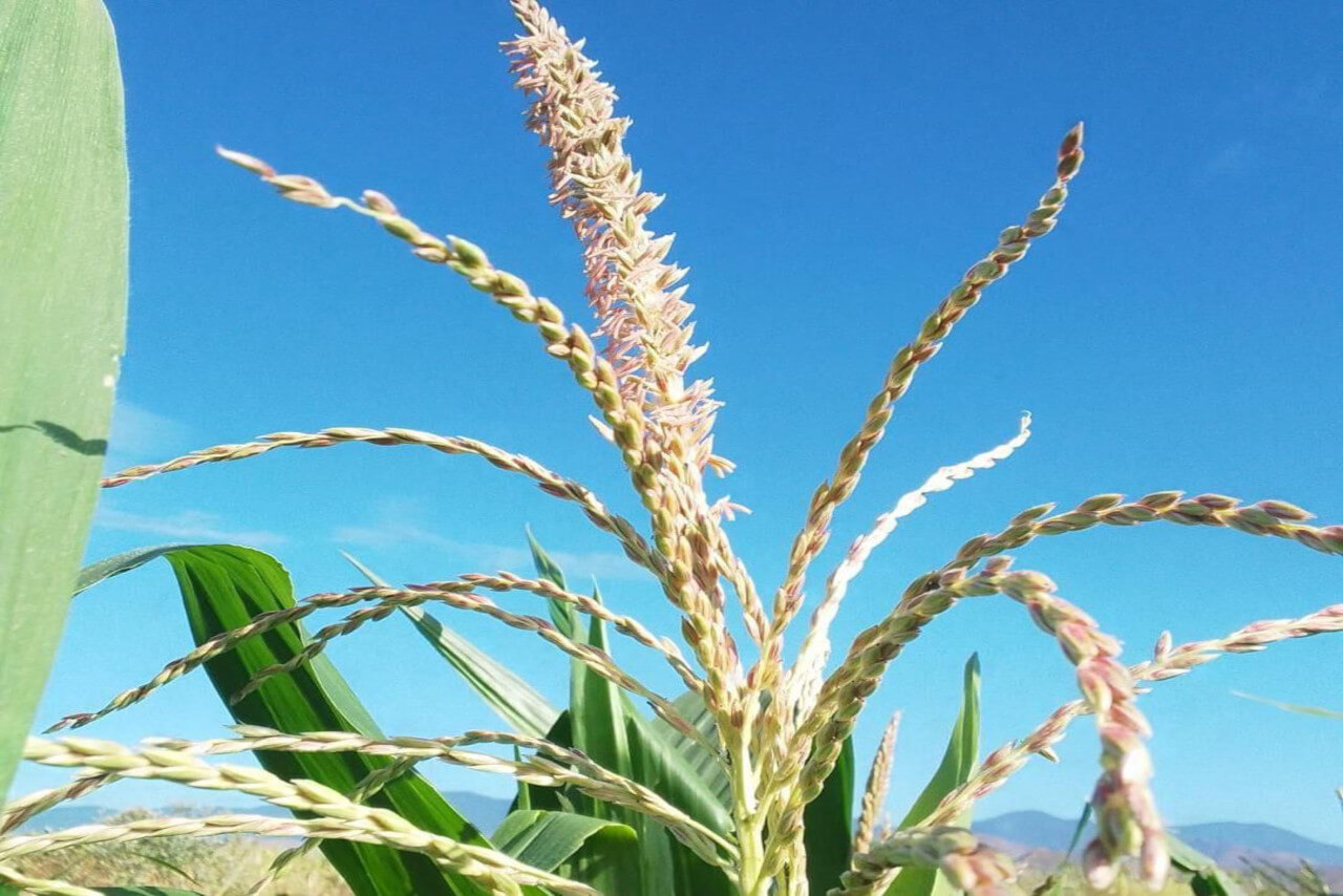 Lee más sobre el artículo Alianza Científico-Campesina se despliega este viernes en Apure para fortalecer producción de semillas